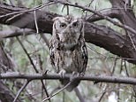 Fascinating footage shows Eastern Screech Owl calling | Daily Mail Online