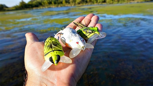 Topwater frog lures tested with surprising results for anglers