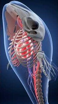 Whale Fish Nahi Hai! Haqeeqat Jo Aap Nahi Jaante #amazingfacts #hindifacts #animalfacts