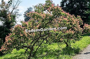 Cotinus 🌿 Tüm Bahçe Ve Bahçe Tasarımı Hakkında - 2025