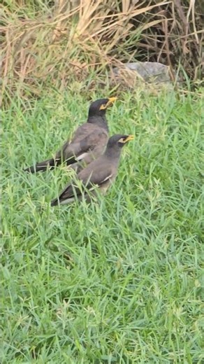 Nature-382, Mynas walking and playing at grass #naturewithchandra