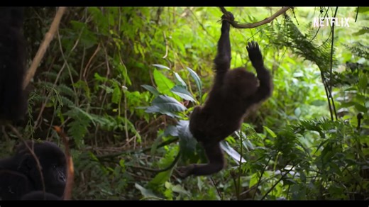 A Gorilla Story: Told by David Attenborough - Official trailer Netflix