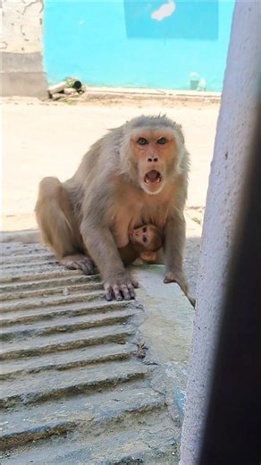 angry monkey attack #bandar #monkeyvideo #monkey