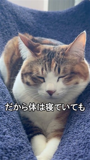 猫が「寝てるのに耳だけ動く」理由。実は起きてます