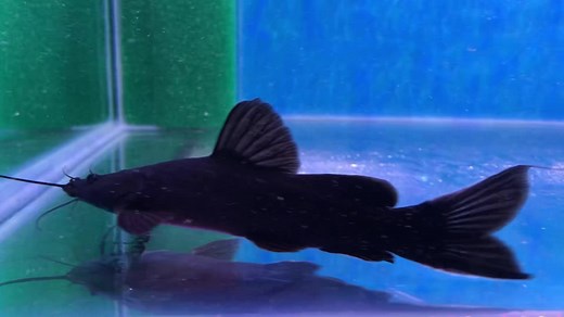 1K views · 58 reactions | Black Devil Catfish or Crystal Eye -...