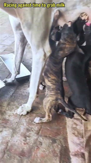 귀여운 강아지 만나보세요 / 愛らしい子犬に出会おう #JapanDogs #KoreaPuppies