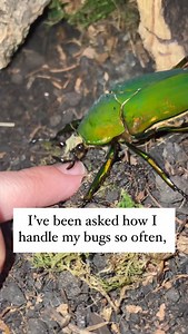 Spork = always interested! My no.1 tip (especially for beetles!) is putting a lil bit of fruit jelly or fruit juice on your finger & letting them have a little nibble! I’ll do this a few times once they first arrive with me - it may just be coincidence but I’ve found they’ve become more accustomed to my presence! Some species are less keen on human interaction, & I’ll really just leave them be (there’s no point stressing them out!) - so it’s always important to research a species before deciding