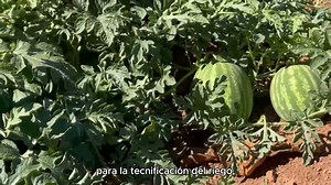 656 reactions · 52 shares | Ya se aproxima la apertura de ventanillas para participar en los programas de la #SADERJalisco. Del 31 de marzo al 11 de abril te atenderemos con gusto en 13 ventanillas y también de manera virtual. Te recomendamos estar pendiente de nuestras redes sociales para enterarte a detalle de los distintos apoyos. | SADER Jalisco | Facebook