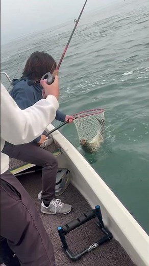 浜名湖デイゲームランカーシーバス#浜名湖 #fishing #釣り #ルアーフィッシング #sushi #ランカーシーバス
