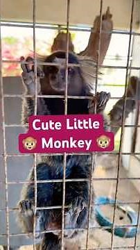 Cute Monkey & Dog Moment | Funny & Adorable Animal Reel | Faisal Javed TV