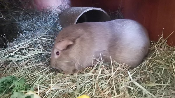 13K views · 3.7K reactions | Veg Time with Pancho (and Willow2) | Cavy Corner | Facebook