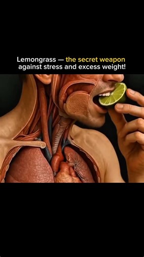 Ruslan Sharov on Instagram: "🍋 Lemongrass — super herb for weight loss & immunity? Breaking down benefits & risks! That fresh, lemony scent instantly pulls you in. For many, lemongrass isn’t just a plant — it’s a ritual. A warm cup in the morning. A pause in the chaos. A quiet belief that you’re doing something good for your body. So let’s talk honestly. No hype. No magic promises. Just what this humble Asian stalk can really offer. 🔥 Why people swear by it Lemongrass feels light, clean, groun