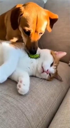 When the cat gets scared by a fake bug... #funnyvideo #funny #cute #cat #anmals #shorts #ytshorts