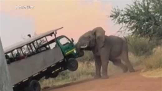Elephant caught on camera attacking safari truck