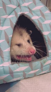 26K views · 2.1K reactions | Big phyll craves  #phyllisopossum #opossum #possum | Gladys the Opossum | Facebook