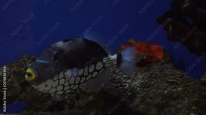 Clown Triggerfish, Spotted Triggerfish swims in the aquarium
