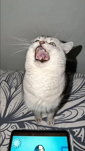 Bad Guy ft. Barking Cat