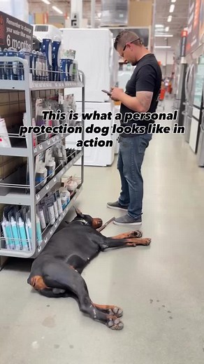 Personal Protection Dogs: Doberman in Action