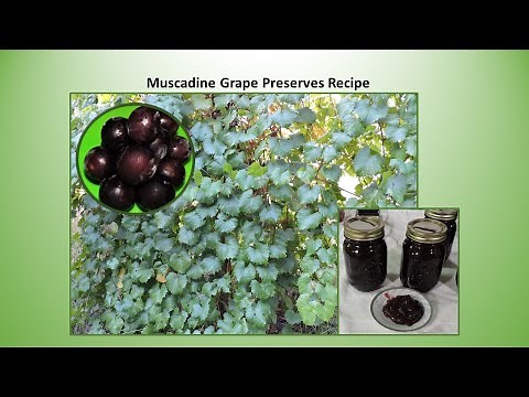 Muscadine Grape Preserves Recipe,
