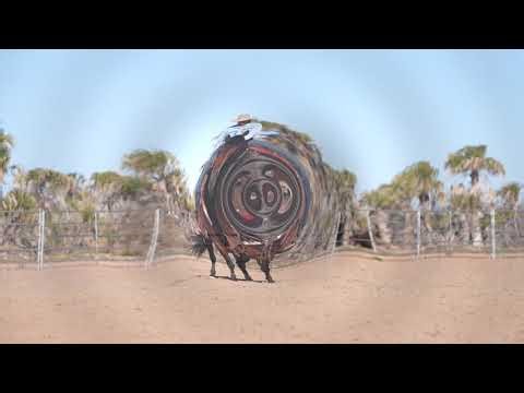 SHADY JOE RED BUCK LOT #53 Hershberger performance horse sale