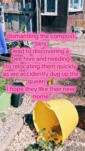 what a day on the plot. now Shauns knee is better we thought let's crack on with dismantling the compost bin. however we were nearing the end when suddenly we heard a very loud buzzing and lots of little bees appeared. it was then I realised we had a bee hive and the queen was on the shovel. we have to quick as we didn't want to have a swarm of angry bees. so with the advice of a bee keeper we have moved the queen to a area of our plot she will not be disturbed. we managed to move the hive they 