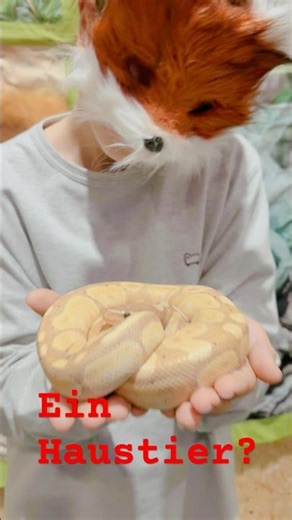 Ein Haustier für ein Fuchs. Python. Animals Stuttgart Messe. Furry Therian #animals #snake