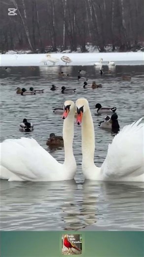 Beautiful Swans on a Frozen Lake 🦢 Winter Nature Relaxing Short #shorts #viral #cute animals