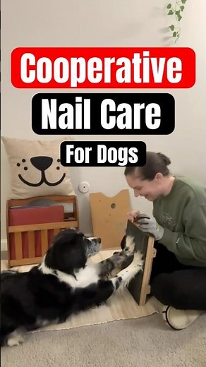 Cooperative Care for Dogs: Stress-Free Grooming & Handling Tips