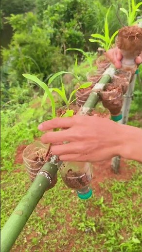 How to Grow Plants in Waste Plastic Bottles! 🍾🌱 #Gardening #DIY