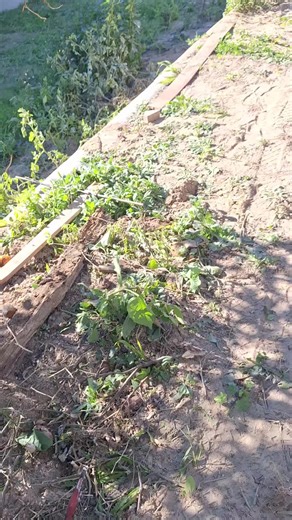 Erik Edwin akimo (@erik.edwin.akimo)’s videos with sonido original - elbambis1oficial