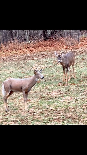 95 reactions · 18 comments | When you’re sure you can take him, but you remember you lost an antler the last time you were sure… | Chuck Capp | Facebook
