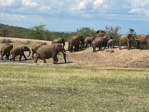 Exceptional Game Farm for Sale – Limpopo Province