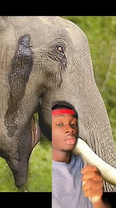 6.1K views · 229 reactions | Elephants have 2 trunks and know how to use them #elephants#creepy#didyouknow | Terry Rose | Facebook