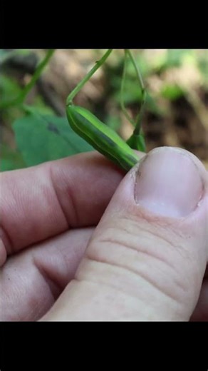 This plant's seeds explode when ripe! #nativeplants #botanylovers #botany