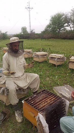 Beekeeping Basics: Techniques for Hive Management