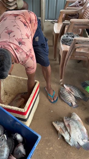 Exploring the Fillet Artist: Mastering Culinary Techniques