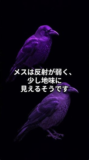 あのカラスはオス？メス？意外と知らない見分け方！