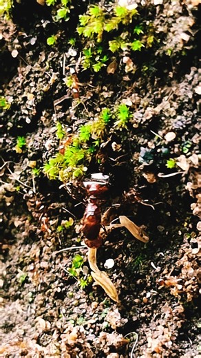 최악의 상황은 말벌들이 야생 개미의 덫에 걸렸을 때 발생했습니다. #동물 #개미 #말벌