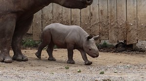 3.1K views · 113 reactions | So lovable! The baby rhinoceros ‘Dalia’ made her first public appearance at the Cleveland Metroparks Zoo on Wednesday https://bit.ly/3AbpNO0 | Cleveland 19 News | Facebook