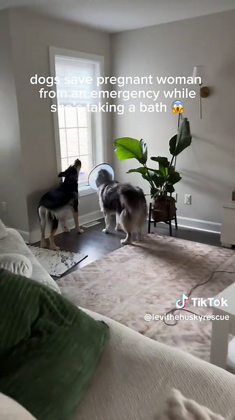 Emergency Rescue: How My Guard Dogs Saved Me