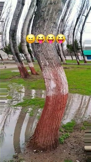 Magic Tree Illusion😵‍💫#MagicTree#OpticalIllusion#MindBlowing#ViralShorts#AmazingNature#IllusionVideo