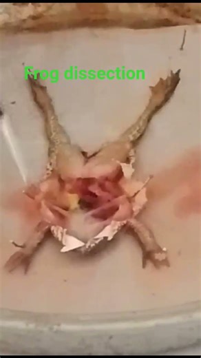Frog dissection in college | medical field #dissection #medicalstudent #collegelife #viralvideo