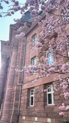 Spring in Germany 🇩🇪 Beautiful Streets & Blossoms #germany