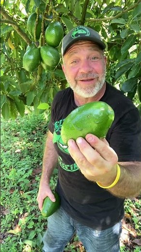 Exotic tropical avocado varieties #avocado #farmlife