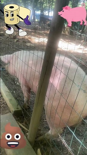 Funny pig pooping 💩