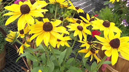Best flowers to plant in your fall pots in Colorado