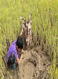 52K views · 808 reactions | Ancient Fish Trapping Skills, Highland boy digs soil to make eel traps to sell #fishing #rurallifestyle #foodie #joyoffishing #viralreels | Master Vid | Facebook