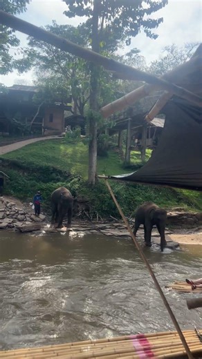 Beautiful elephants coming down for bathing in the river! #cuteanimal #elephant