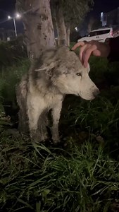 177K views · 8.5K reactions | L’husky è morto 鹿  È morto per...