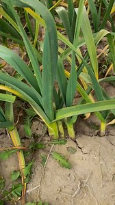 Harvesting fresh spring garlic! 🌱✨ Watch as we pull these beauties straight from the soil. . . #harvest #spring #garlic #farm #myfarm #soil #land | Farming With Sharp Knife